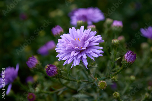 Nice macro flower with bokeh