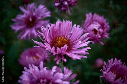  Morning  pink asters in the garden