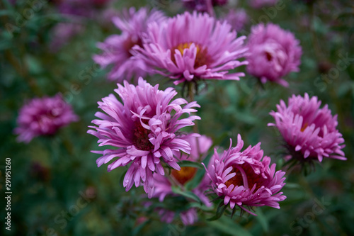 Pink asters flower