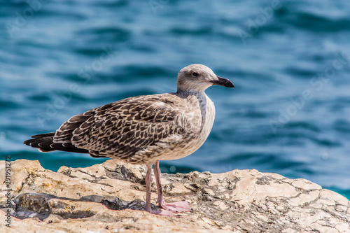 Seagull on a rock at the Gaios village the capital of Paxoi island, Ionian islands, Greece © Stamatios