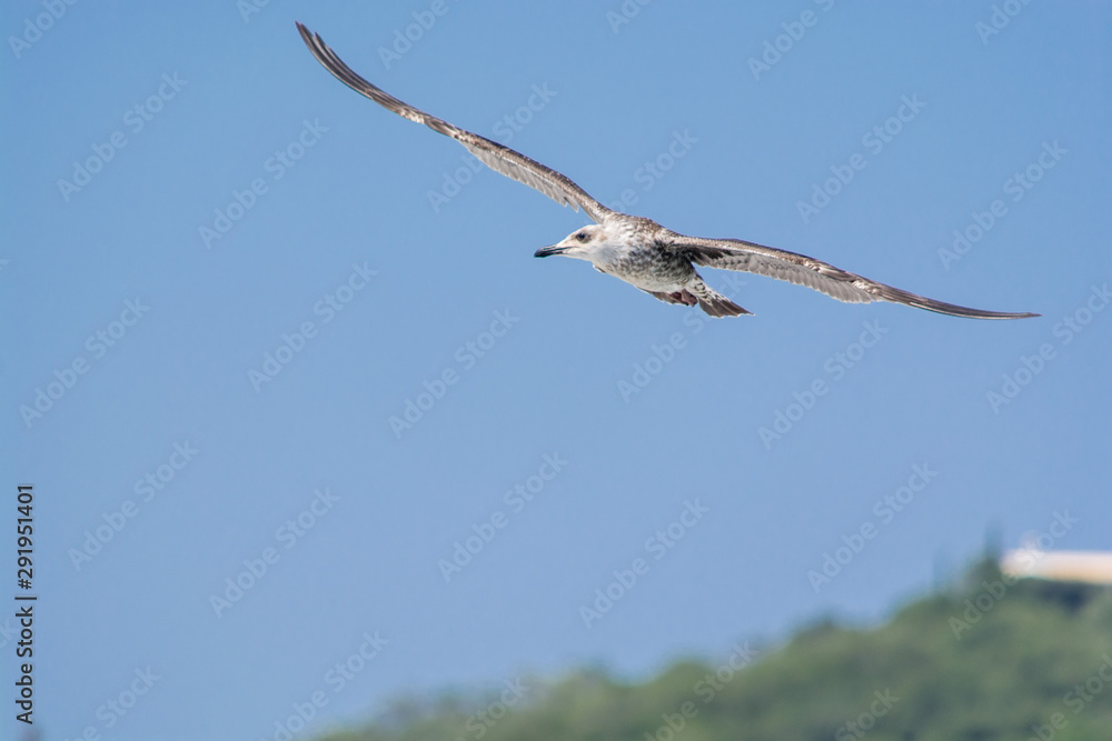 A seagull flying at Gaios the port of Paxoi island, Ionian islands, Greece A seagull flying at Gaios the port of Paxoi island, Ionian islands, Greece