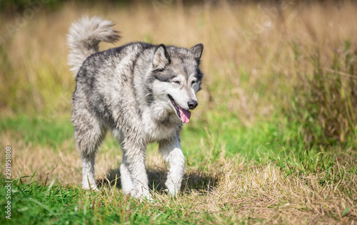 Portrait of beautiful dog breed Alaskan Malamute