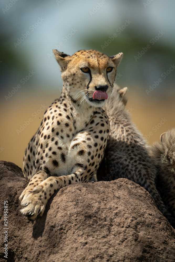 Cheetah lies licking lips on termite mound Cheetah lies licking lips on termite mound