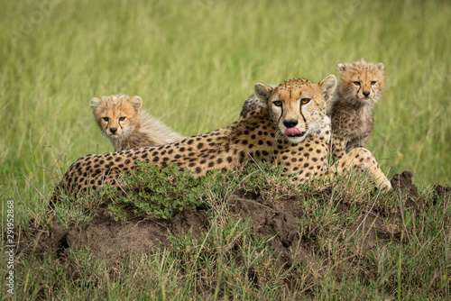 Cheetah lies licking nose with two cubs