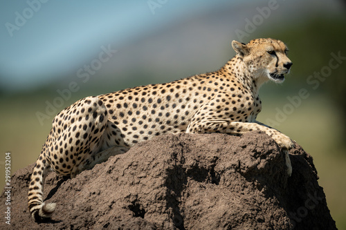 Cheetah lies on termite mound looking ahead