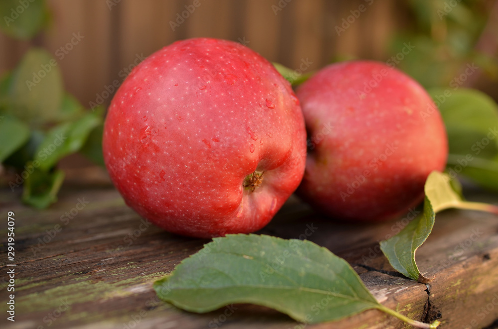 Big red apple on a wooden bench in the autumn garden. Beautiful large apples during the harvest at the farm. Big red apple on a wooden bench in the autumn garden. Beautiful large apples during the harvest at the farm.