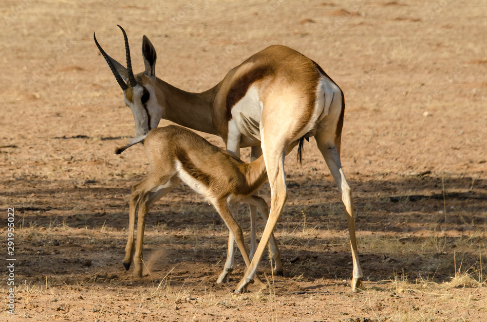 Springbok, Antidorcas marsupialis, Afrique du Sud Springbok, Antidorcas marsupialis, Afrique du Sud
