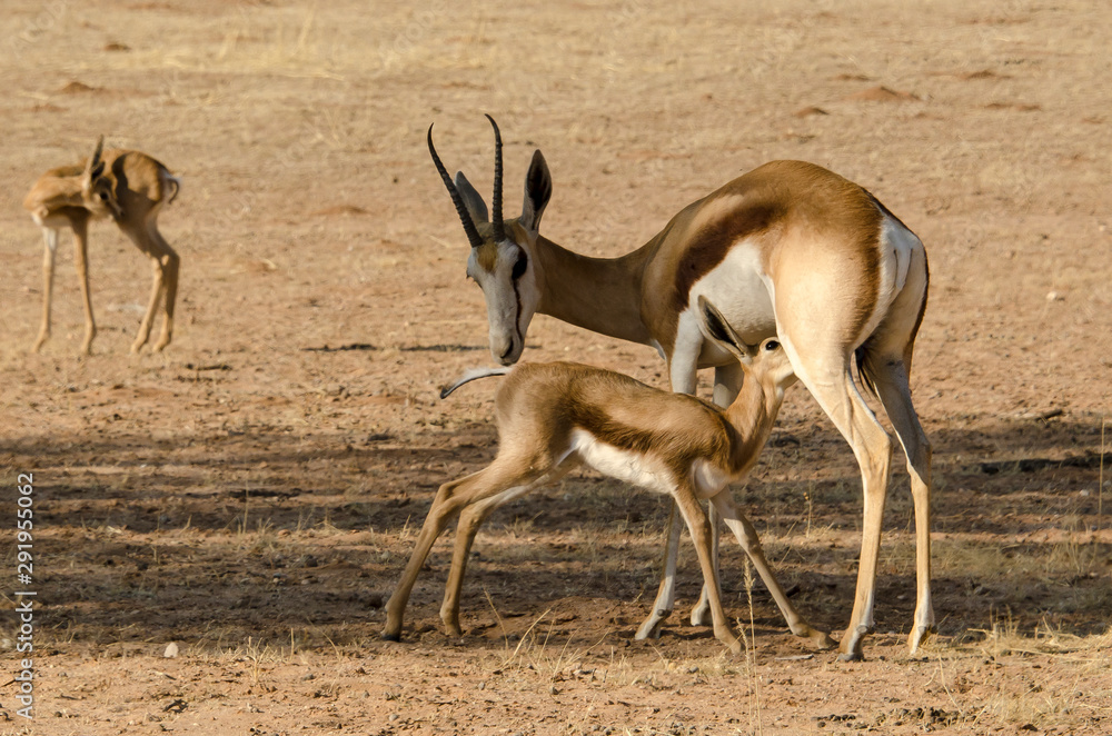Springbok, Antidorcas marsupialis, Afrique du Sud Springbok, Antidorcas marsupialis, Afrique du Sud