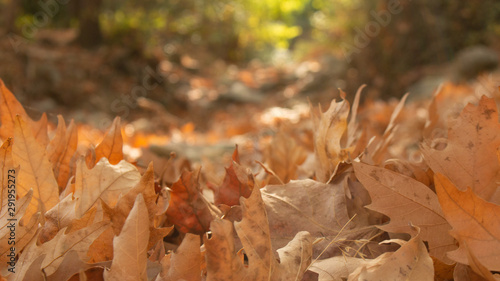 Background texture of yellow leaves. Autumn leaf background. Fallen leaves in the forest in autumn.