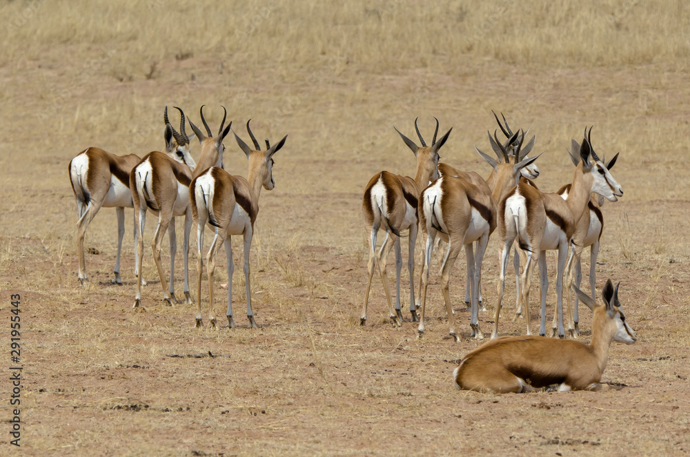 Springbok, Antidorcas marsupialis, Afrique du Sud Springbok, Antidorcas marsupialis, Afrique du Sud