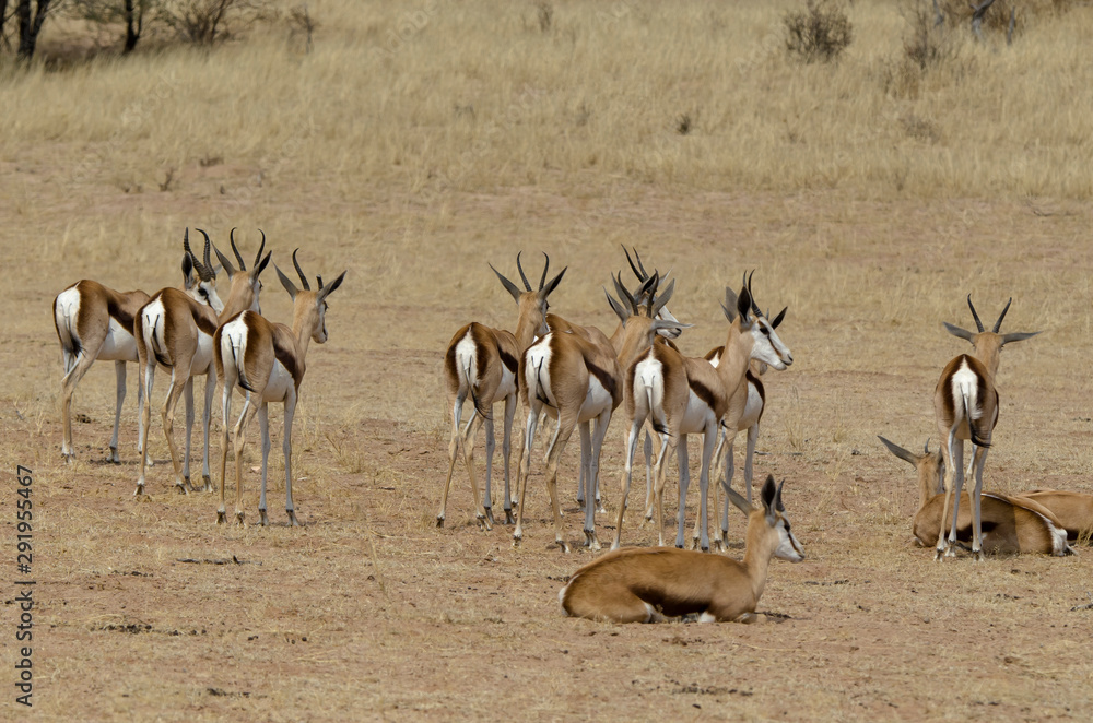 Springbok, Antidorcas marsupialis, Afrique du Sud Springbok, Antidorcas marsupialis, Afrique du Sud