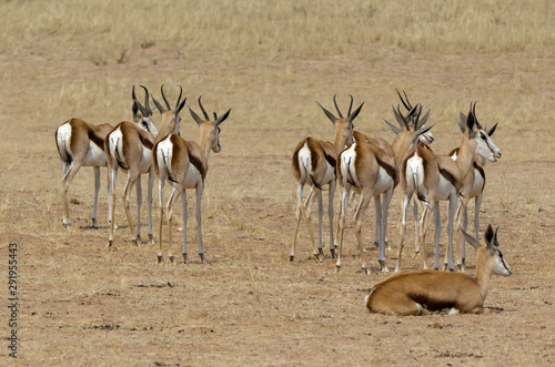 Springbok, Antidorcas marsupialis, Afrique du Sud