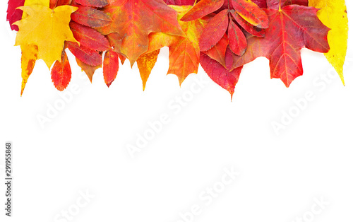 Autumn leaves. Colorful composition border with red and yellow fall leaves isolated