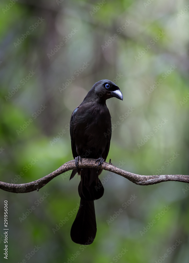 Racket-tailed Treepie ( Crypsirina temia ) on branch tree in park of Thailand. Racket-tailed Treepie ( Crypsirina temia ) on branch tree in park of Thailand.