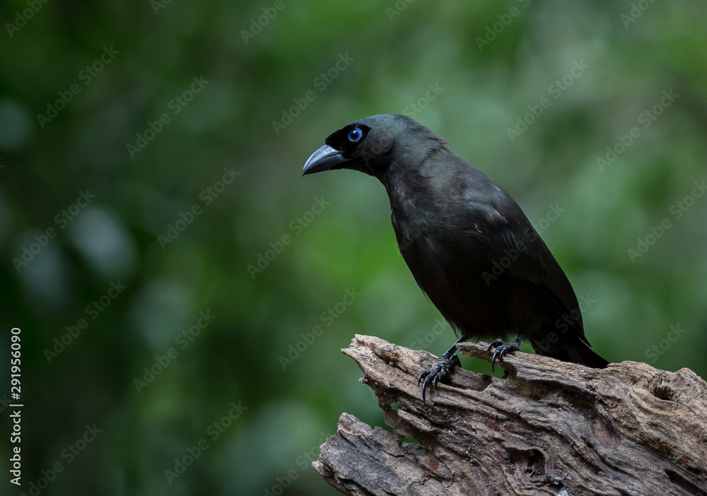 Racket-tailed Treepie ( Crypsirina temia ) on dry wood in park of Thailand. Racket-tailed Treepie ( Crypsirina temia ) on dry wood in park of Thailand.
