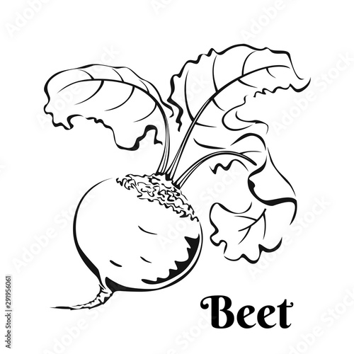 Beetroot black and white image. Vegetable Icon isolated on white background. Vector  illustration of food in simple style. 