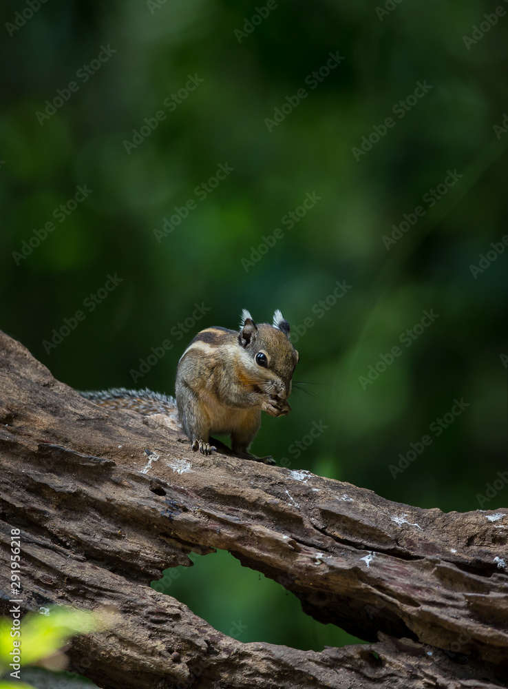 Indochinese ground squirrel on dry wood in park of Thailand.
