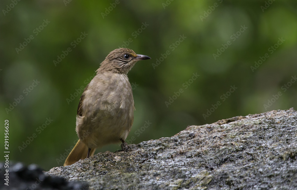 Naklejka premium Bulbul streak-eared (Pycnonotus blanfordi) on stone in park.