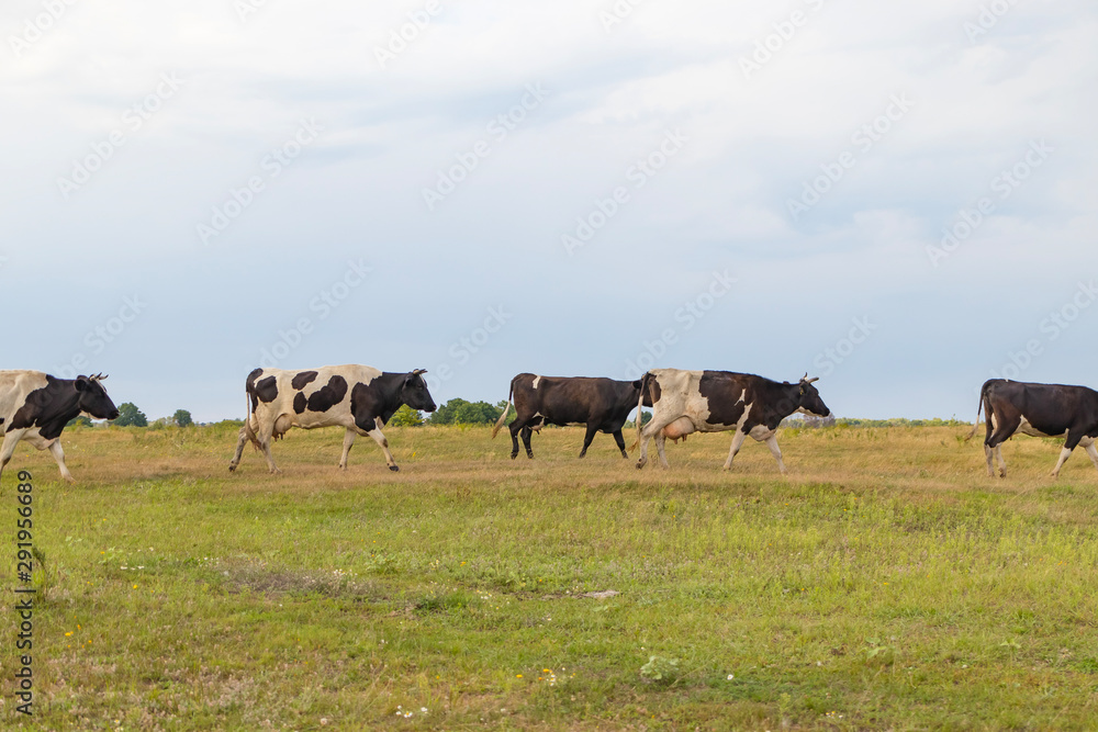 A herd of cows returns in the evening to the farm, across the field
