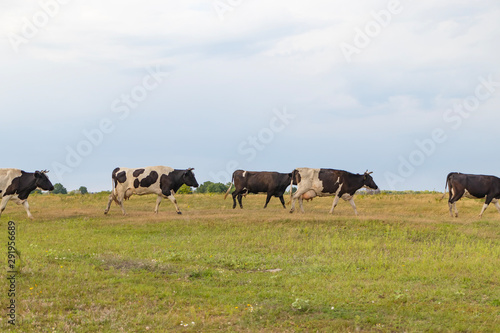 A herd of cows returns in the evening to the farm, across the field © Taras