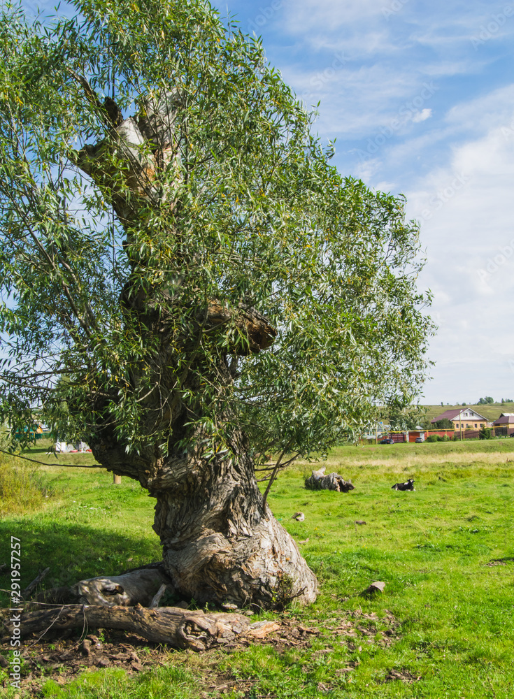 Big old tree on a pasture in the village