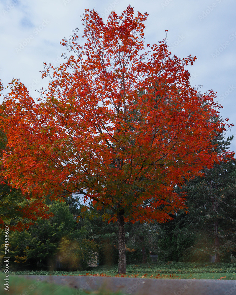 autumn tree autumn tree