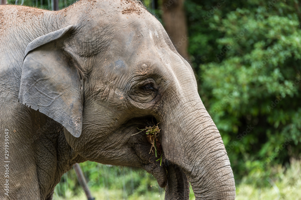 Fototapeta premium 象の横顔
