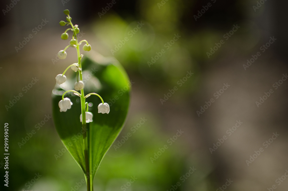Delicate flowers lilies of the valley on a beautiful blurry background with bokeh. Photo taken on a sunny day in nature, processed in delicate summer colors. Delicate flowers lilies of the valley on a beautiful blurry background with bokeh. Photo taken on a sunny day in nature, processed in delicate summer colors.