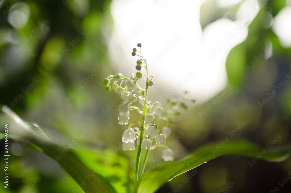 Delicate flowers lilies of the valley on a beautiful blurry background with bokeh. Photo taken on a sunny day in nature, processed in delicate summer colors. Delicate flowers lilies of the valley on a beautiful blurry background with bokeh. Photo taken on a sunny day in nature, processed in delicate summer colors.