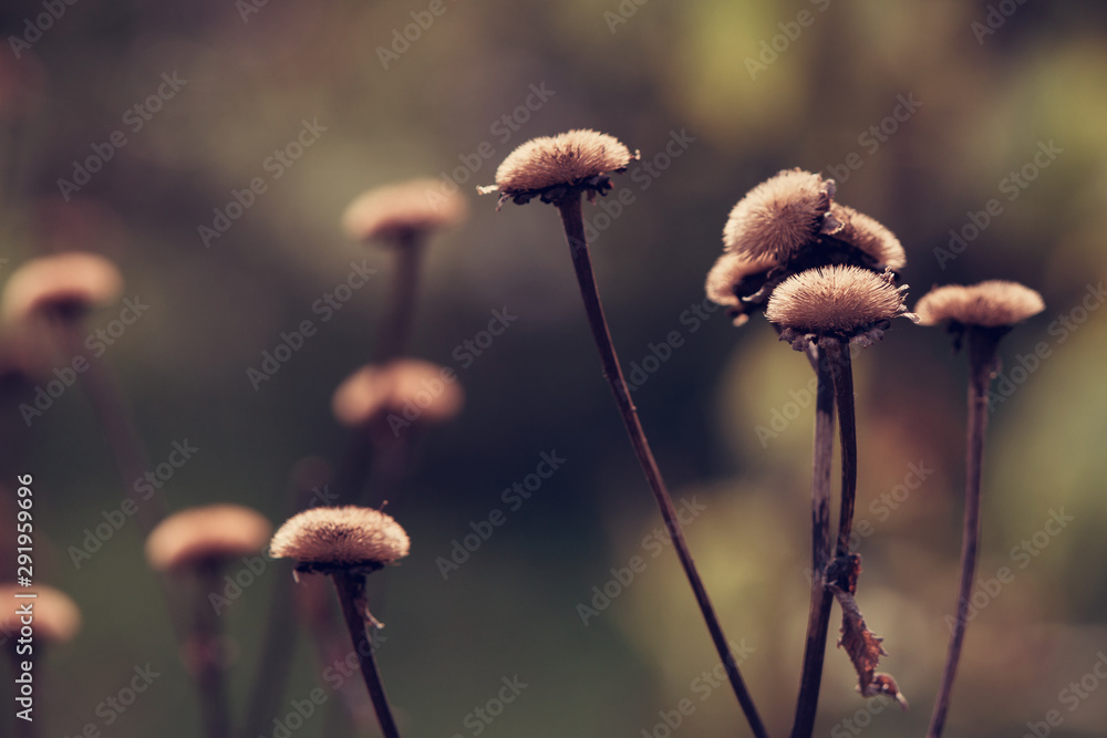 Dry, fallen flowers in autumn close-up - obrazy, fototapety, plakaty 
