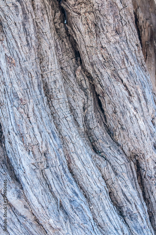 Texture trunk of an old olive tree Natural design element. Texture of a trunk an old olive tree. Macro of a bark of olive tree. Olive wooden background. Texture trunk of an old olive tree Natural design element. Texture of a trunk an old olive tree. Macro of a bark of olive tree. Olive wooden background.