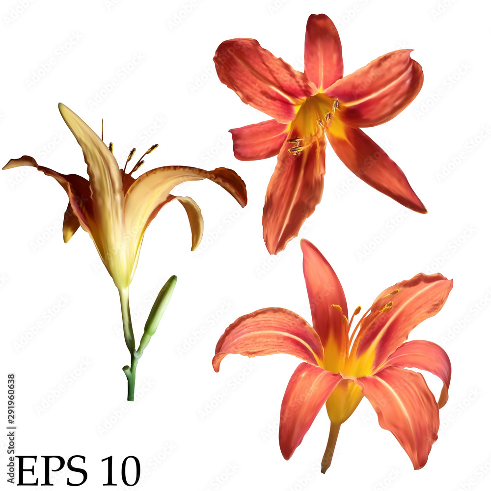 Set of vector realistic lily flowers isolated on white background.