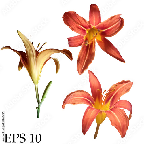 Set of vector realistic lily flowers isolated on white background.