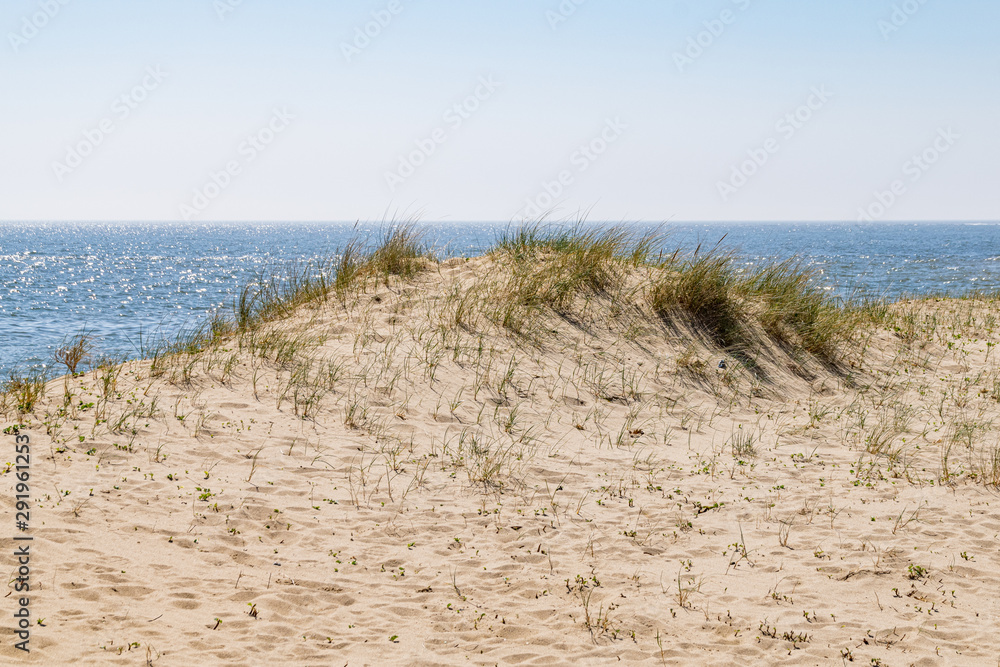 Sand dunes and grasses on beach