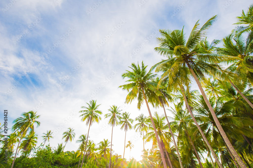 Coconut palm tree on tropical sea beach sunrise light