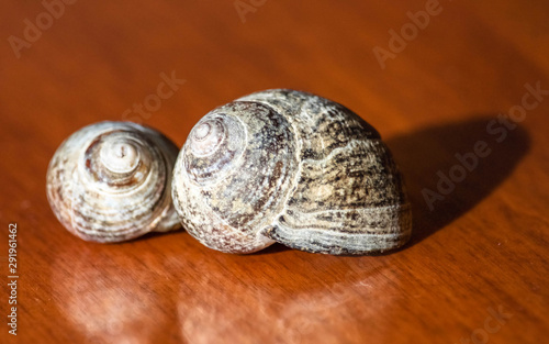 A pair of seashells in the sun light