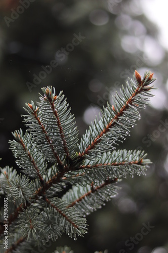 branch of a tree