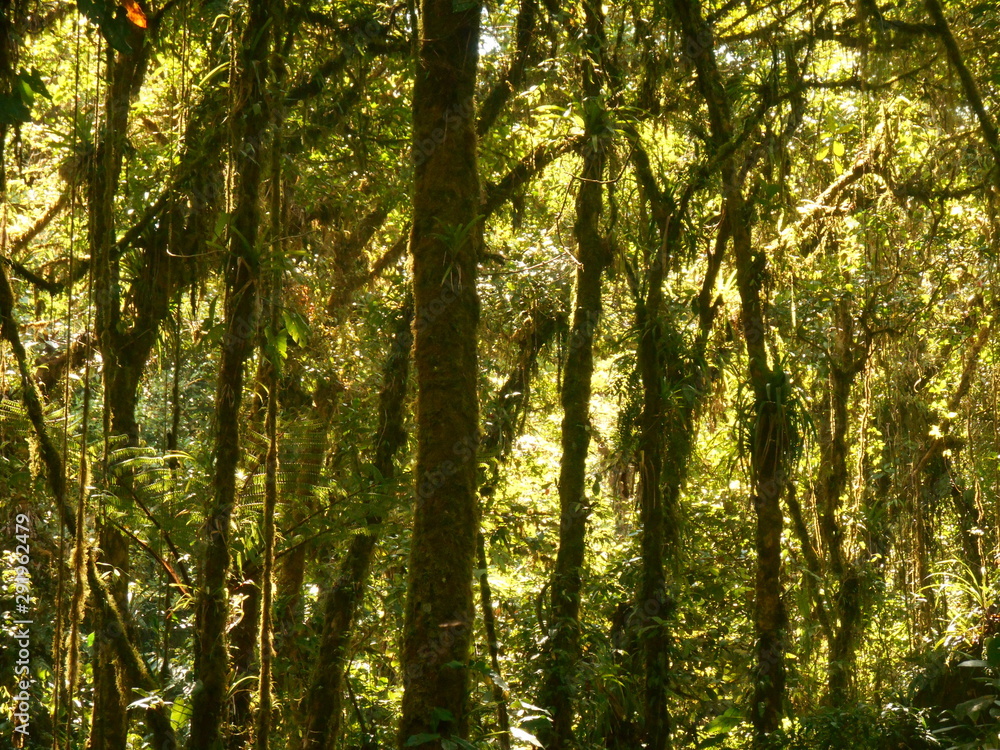 Obraz premium trees in the forest