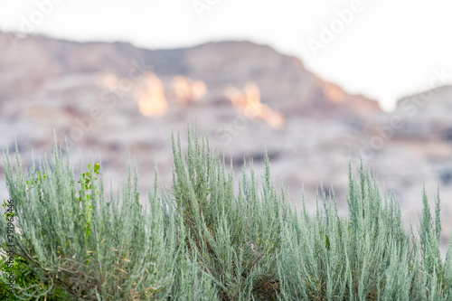 Canyon at Green River Campground in Dinosaur National Monument Park during sunrise with sunlight on rocky cliff and foreground of plants photo
