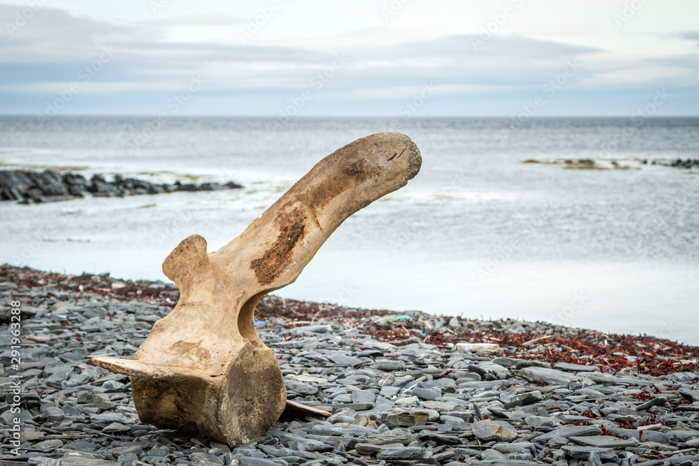 Whale bone on the beach. Coast of the Arctic Ocean. Whale bone on the beach. Coast of the Arctic Ocean.
