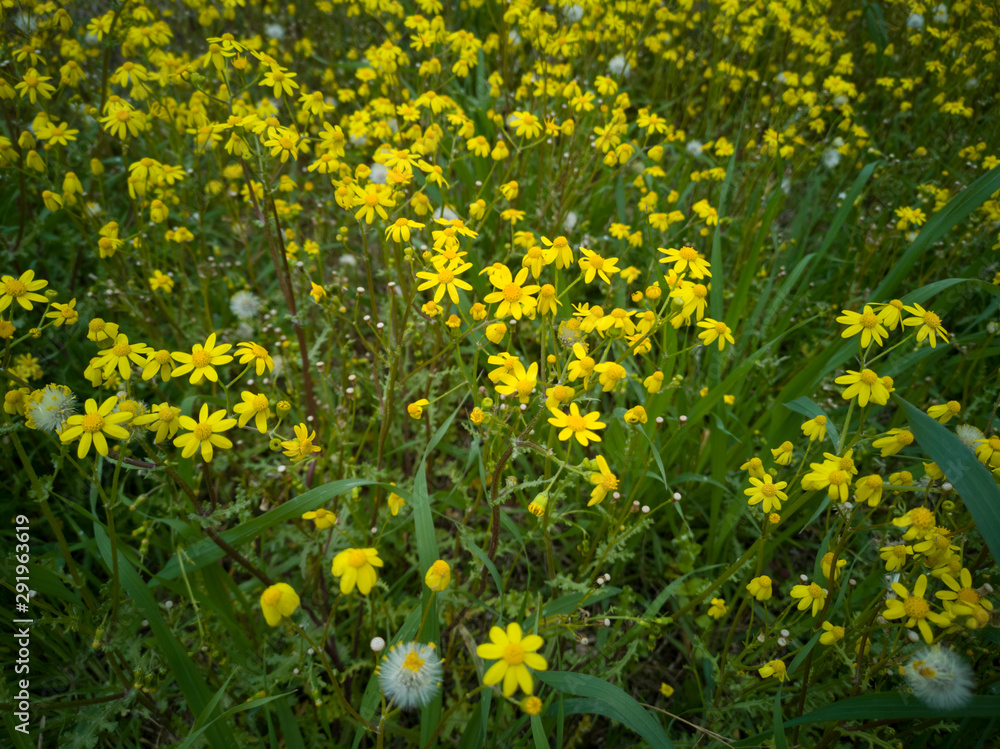 Obraz premium beautiful spring flowers close up