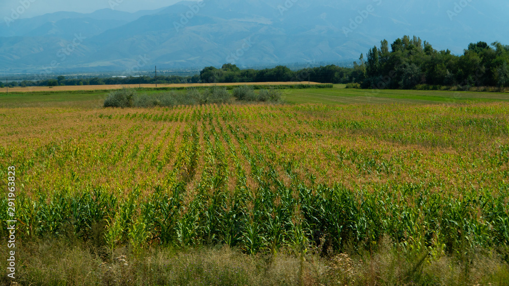  corn field in the foothills