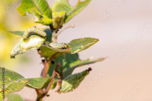 Monarch Butterfly (Danaus plexippus) Larvae caterpillar on Milkweed plant. 