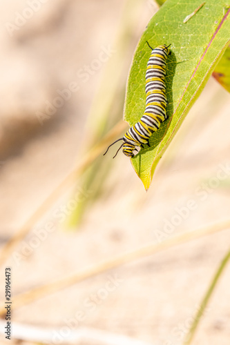 Monarch Butterfly (Danaus plexippus) Larvae caterpillar on Milkweed plant. 