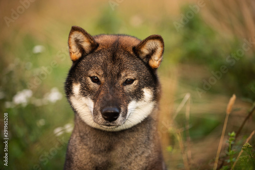 Foto Beautiful Japanese dog breed shikoku sitting in the forest in fall