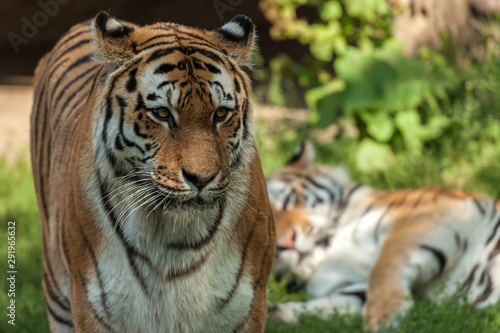 Stehender Tiger mit liegendem Tiger im Hintergrund  © allexclusive
