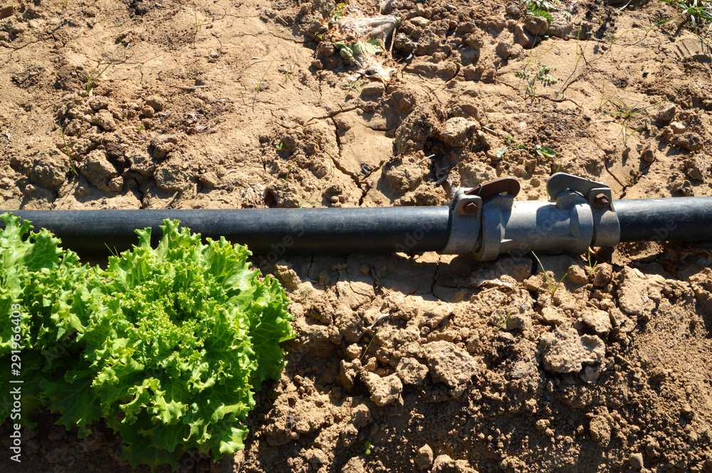 Dry soil during drought and the heat of the summer with an agricultural irrigation system in a lettuce field. It's an ecological problem. Dry soil during drought and the heat of the summer with an agricultural irrigation system in a lettuce field. It's an ecological problem.
