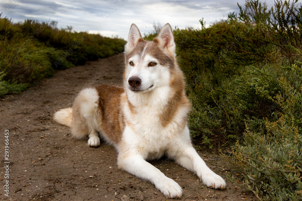 Husky de Siberie