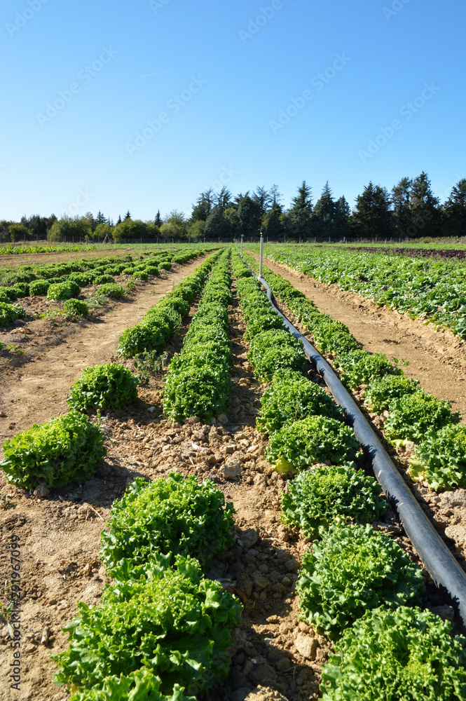 Obraz premium Agricultural irrigation system with sprinkler in a lettuce field during summer. 