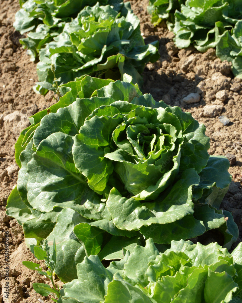 Naklejka premium A green lettuce in a field of agricultural production for the food industry.